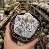 A hand is holding a potted cactus plant with a unique, white-spotted appearance, surrounded by a variety of other potted cacti in a greenhouse-like setting.