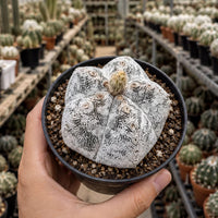 A hand is holding a potted cactus plant with a unique, white-spotted appearance, surrounded by a variety of other potted cacti in a greenhouse-like setting.