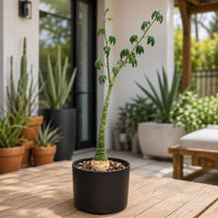 A potted plant with a tall, slender stem and green leaves sits on a wooden table, surrounded by other potted plants in the background.