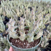 a close-up of a potted succulent plant with spiky, green leaves. The plant is placed in a green pot filled with soil, and the background is blurred, suggesting a larger collection of similar plants.