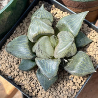Rare Succulents - Haworthia Emelyae var. Comptoniana 'Urahannya' (2.5-3”）