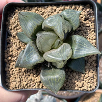 Rare Succulents - Haworthia Emelyae var. Comptoniana 'Urahannya' (2.5-3”）