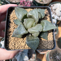 Rare Succulents - Haworthia Emelyae var. Comptoniana 'Urahannya' (2.5-3”）