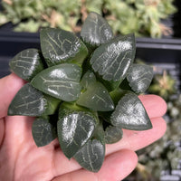 Rare Succulents - Haworthia Comptoniana x Correcta cv. Tsukikage (2"-2.5")