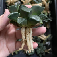 Rare Succulents - Haworthia Comptoniana x Correcta cv. Tsukikage (2"-2.5")