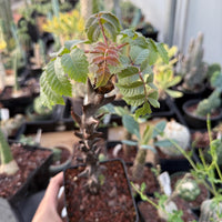 Rare Succulents, Beiselia Mexicana, Live Plant 8"-12" tall