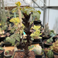 Rare Succulents, Beiselia Mexicana, Live Plant 8"-12" tall