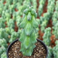 A close-up image of a cactus plant in a pot, with a blurred background of more cacti plants.