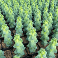 a large number of small, green cacti or succulents arranged in rows, creating a visually striking pattern.