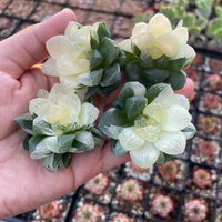Rare Succulents - Haworthia cooperi variegata