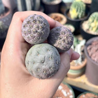Rare Cactus - Tephrocactus geometricus single balls cutting