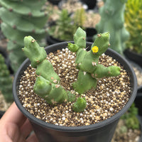 A hand is holding a potted cactus plant with green spines and a yellow flower, surrounded by other potted plants in the background.