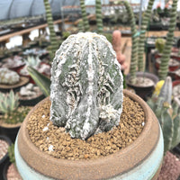 A close-up image of a cactus plant in a pot, with other cacti visible in the background.