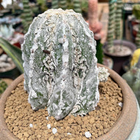 Rare Cactus - Astrophytum Myriostigma cv. onzuka Fukuryu