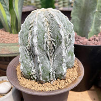 Rare Cactus - Astrophytum Myriostigma cv. onzuka Fukuryu