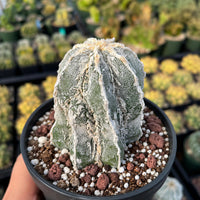 A close-up image of a cactus plant in a black pot, surrounded by various other cacti in the background.