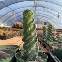 Rare Cactus - Cereus Validus Spiralis (12"-15" tall)