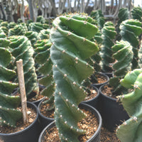 a collection of cacti in pots, with a prominent spiral-shaped cactus in the foreground.