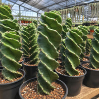 a collection of potted cacti with spiral-shaped leaves, arranged in a greenhouse-like setting.