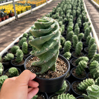 A hand is holding a potted cactus plant with a spiral growth pattern, surrounded by rows of similar cacti in a greenhouse or nursery setting.