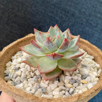 Premium Pebbles - White Coral Top Dressing (Order Separately)