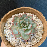 Premium Pebbles - White Coral Top Dressing (Order Separately)