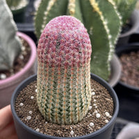 A close-up image of a cactus plant with a pink and green color pattern, placed in a black pot with a sandy soil bed.