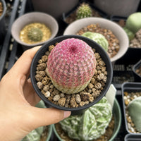 A hand is holding a small cactus in a black pot, surrounded by other cacti in various pots.