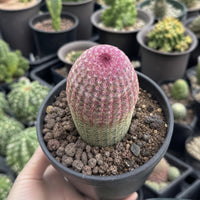 A hand is holding a potted cactus with a pink and green color pattern, surrounded by other potted cacti in various sizes and colors.