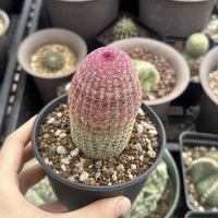 A hand is holding a cactus plant in a black pot, surrounded by other cacti in various pots.
