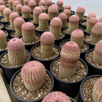 a collection of small cacti or succulents arranged in rows, each in a black pot filled with soil and small white pebbles.