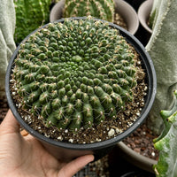 A hand is holding a potted cactus plant with a large, round, spiny green growth on top.