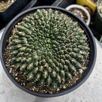 A close-up image of a cactus plant in a black pot, with a dense growth of small green spines covering the plant's surface.
