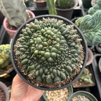 A hand is holding a potted cactus plant with a large, round, green growth on top.
