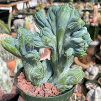 Rare Cactus - Myrtillocactus Geometrizans Crested var. Fred