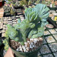 Rare Cactus - Myrtillocactus Geometrizans Crested var. Fred