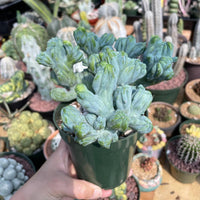 Rare Cactus - Myrtillocactus Geometrizans Crested var. Fred