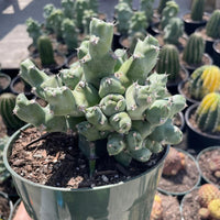 Rare Euphorbia - Euphorbia clivicola (5.5” pot)