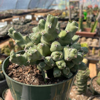 Rare Euphorbia - Euphorbia clivicola (5.5” pot)
