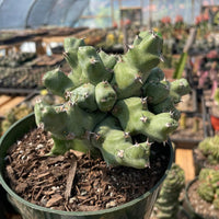 Rare Euphorbia - Euphorbia clivicola (5.5” pot)