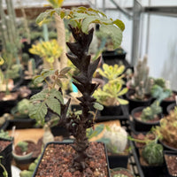 a variety of potted plants, including a tall, spiky plant with a dark brown stem and green leaves, as well as other smaller plants with different shapes and colors. The plants are arranged in a way that creates a visually appealing display, showcasing the diversity and beauty of the plant life.