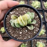A hand is holding a small potted plant with green leaves and white spots, which appears to be a succulent or cactus.