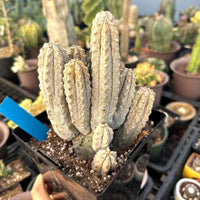 A hand is holding a potted cactus plant with a blue tag attached to it, surrounded by various other potted cacti in a greenhouse-like setting.