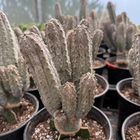 a collection of potted cacti plants arranged in rows, with a greenhouse visible in the background.