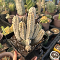 A hand is holding a potted cactus plant in a greenhouse filled with various cacti and succulents.