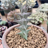 A close-up image of a cactus plant with a unique, spiky appearance, surrounded by other potted plants in the background.