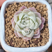 A potted succulent plant with a large, vibrant green flower surrounded by small brown rocks.