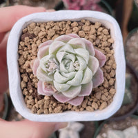 A person's hand is holding a small potted succulent plant with a pink and white flower.