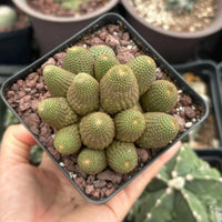 A hand is holding a small square pot filled with green cacti, surrounded by other potted plants in the background.