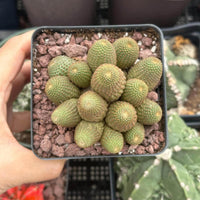 A hand is holding a small square pot containing a group of small, green cacti with a reddish-brown soil bed.